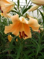 [4142 Eudoxia No102.JPG]